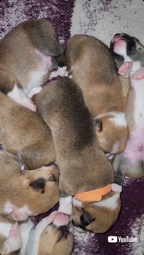 ぎゅうぎゅうな赤ちゃん犬