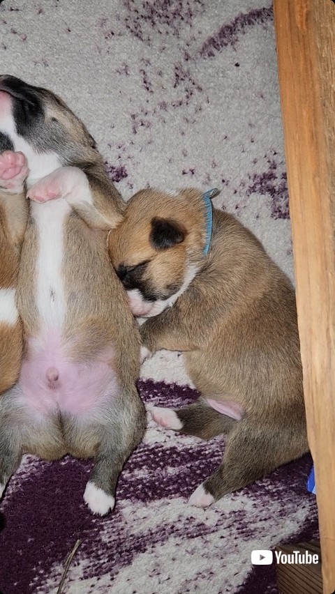 おやすみしている赤ちゃん犬