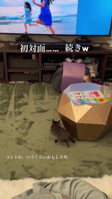 ついて行く子猫