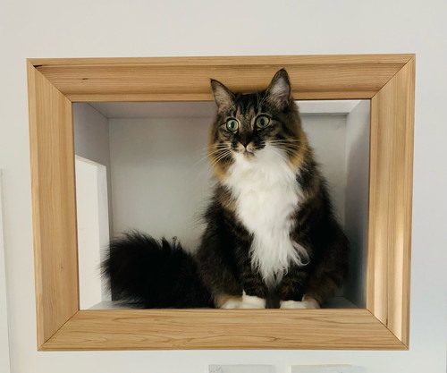 愛猫が絵になる家具