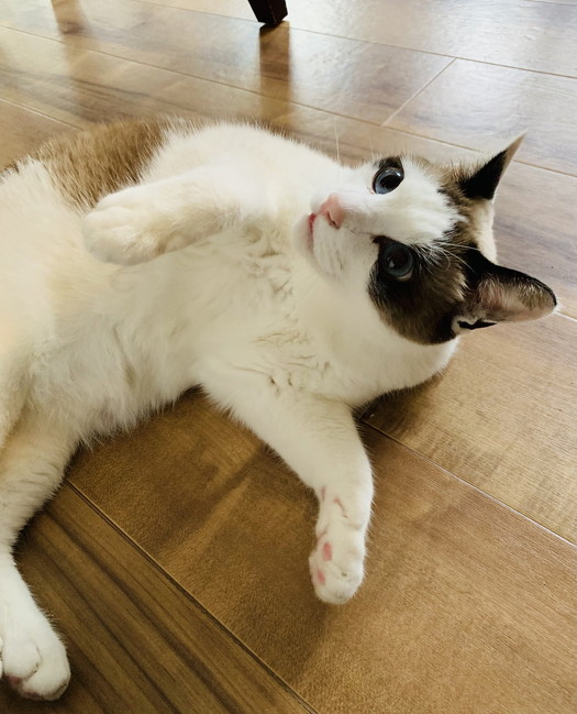 するどい目つきの猫