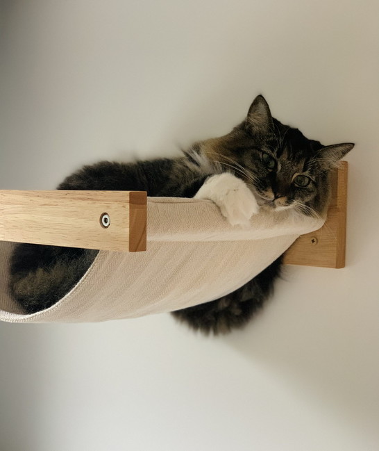 アンニュイな猫