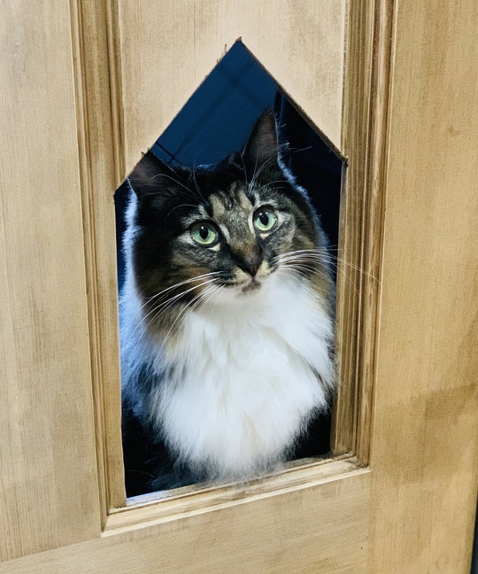 ドアからのぞく猫