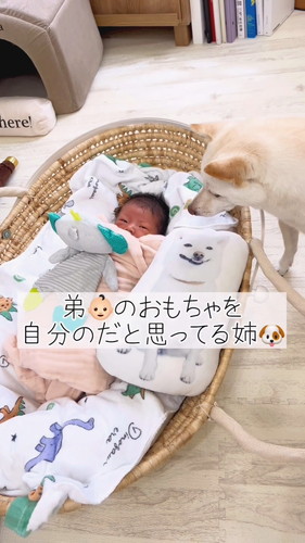 「弟のおもちゃを自分のだと思ってる姉」