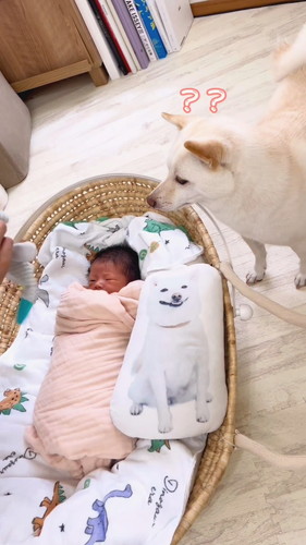 「弟のおもちゃを自分のだと思ってる姉」