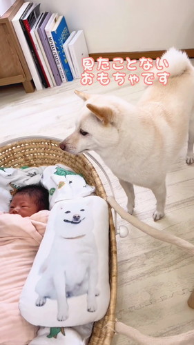 「弟のおもちゃを自分のだと思ってる姉」