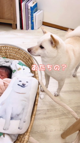 「弟のおもちゃを自分のだと思ってる姉」