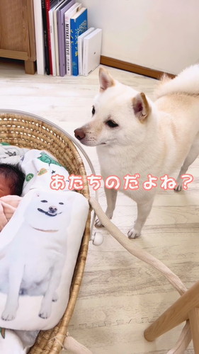 「弟のおもちゃを自分のだと思ってる姉」