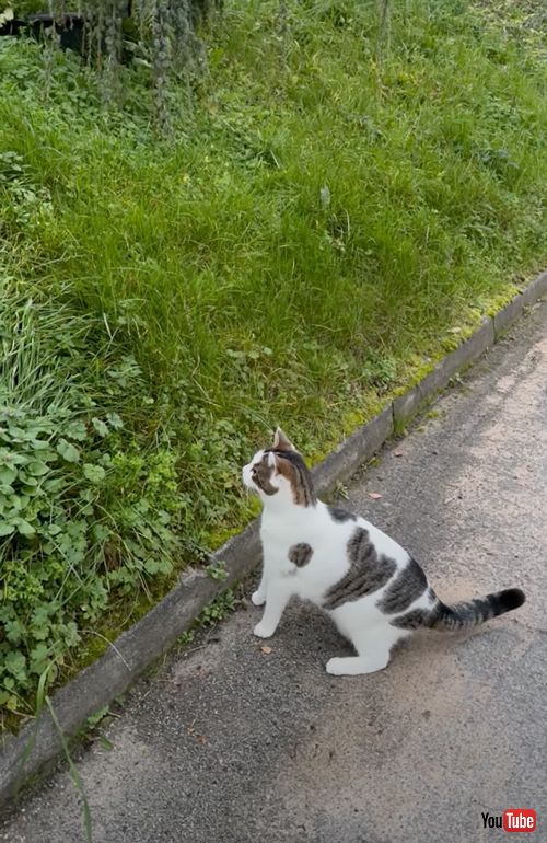 ヘンテコなジャンプをする不器用な猫