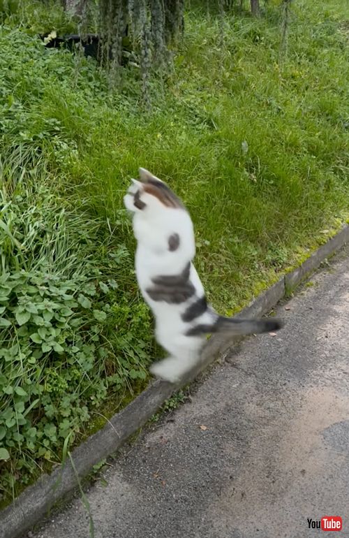 ヘンテコなジャンプをする不器用な猫