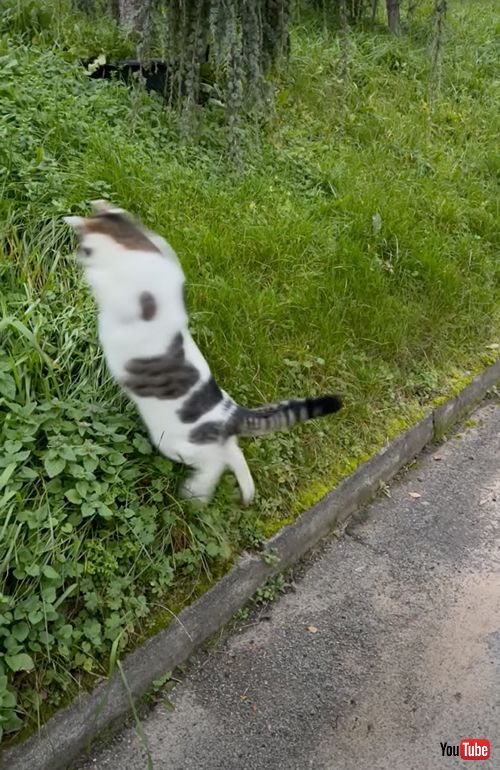 ヘンテコなジャンプをする不器用な猫