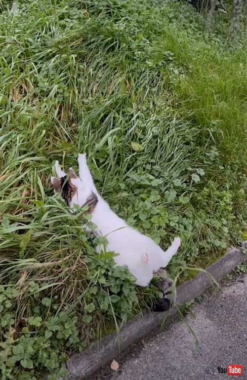 ヘンテコなジャンプをする不器用な猫