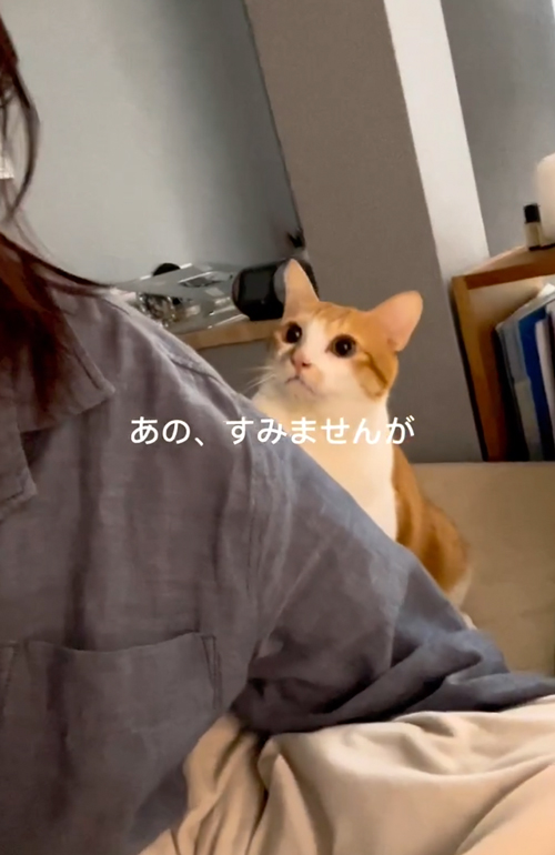 絶対に頭をなでてほしい猫