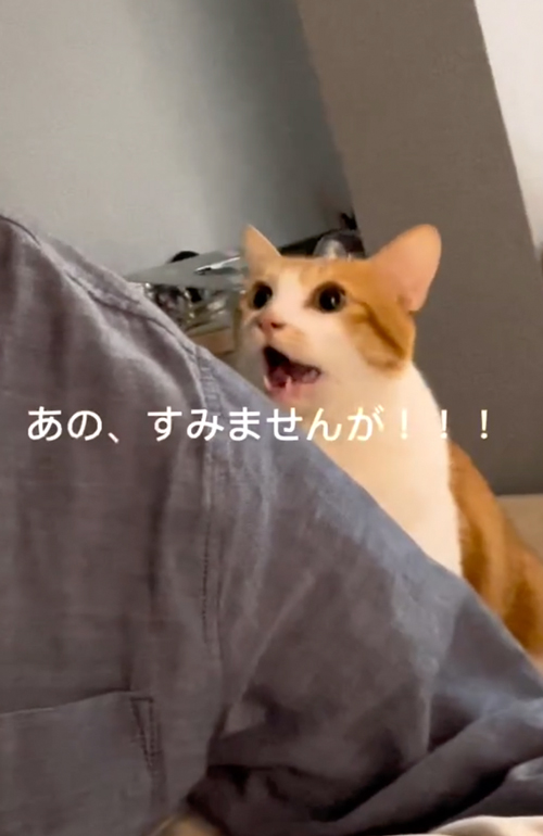 絶対に頭をなでてほしい猫