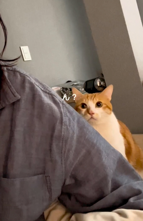 絶対に頭をなでてほしい猫