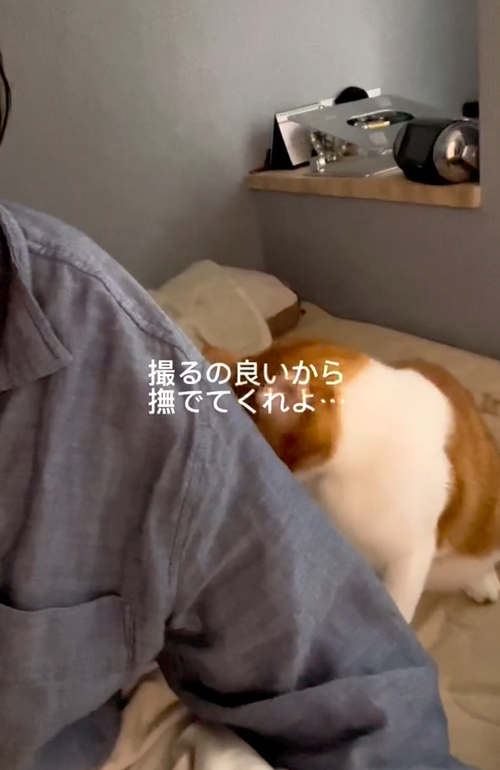 絶対に頭をなでてほしい猫