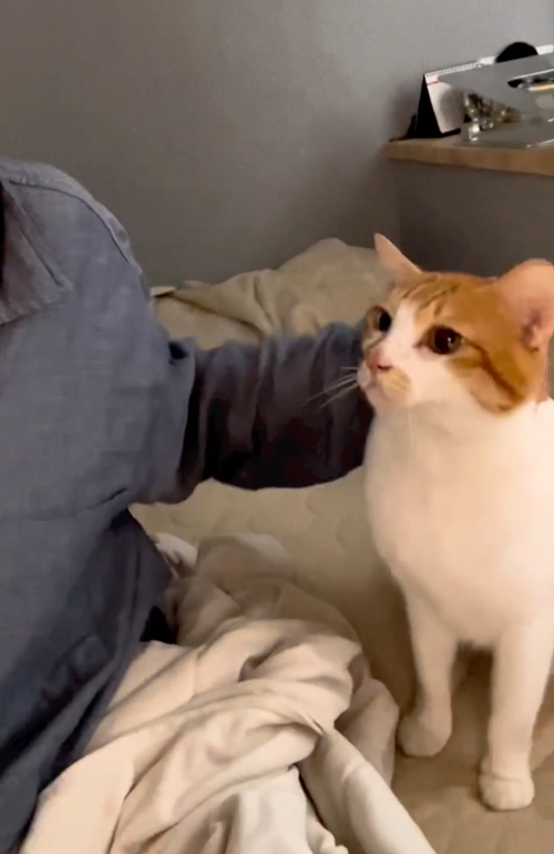 絶対に頭をなでてほしい猫