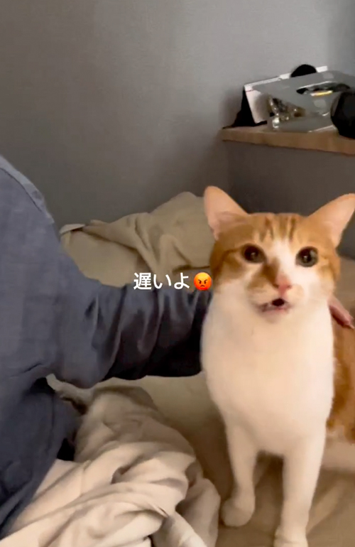 絶対に頭をなでてほしい猫