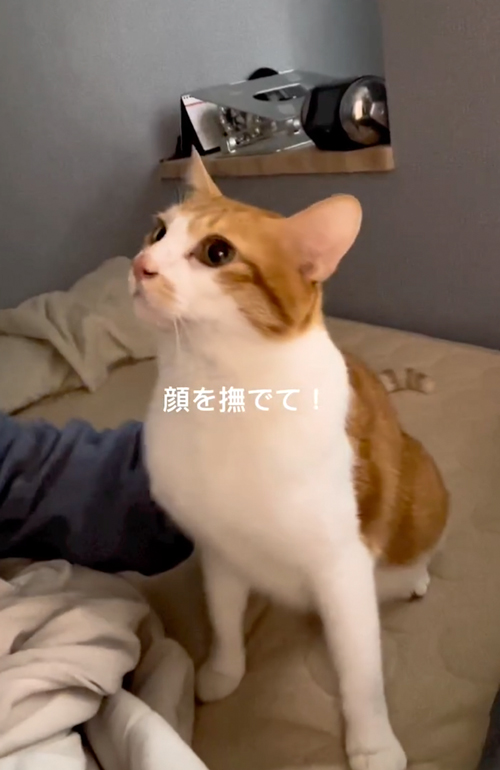絶対に頭をなでてほしい猫