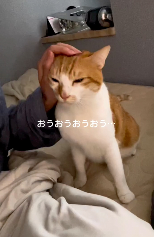 絶対に頭をなでてほしい猫