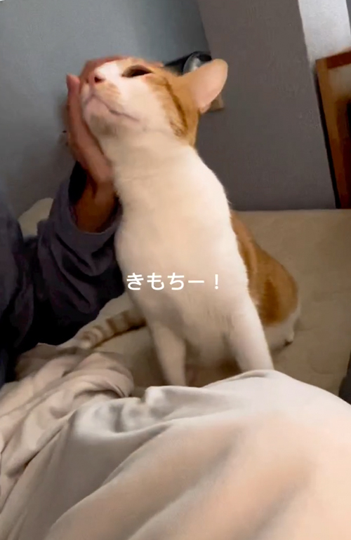 絶対に頭をなでてほしい猫