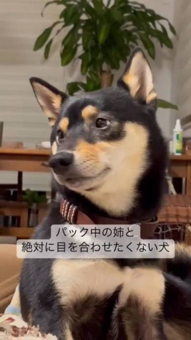 飼い主の顔を見ない黒柴