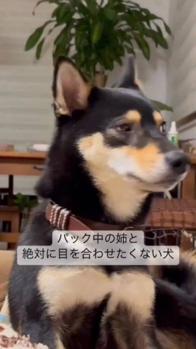 飼い主の顔を見ない黒柴