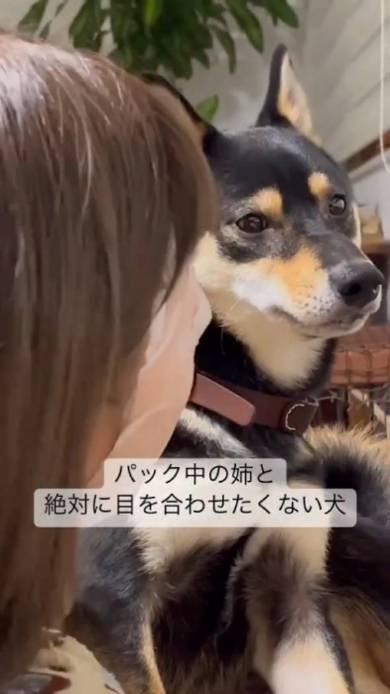 飼い主の顔を見ない黒柴