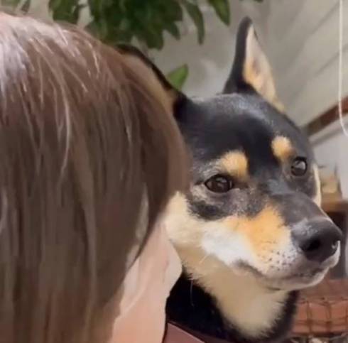 飼い主の顔を見ない黒柴