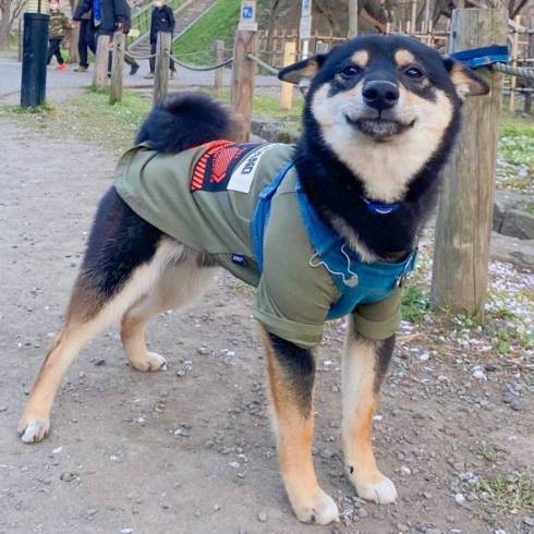 飼い主の顔を見ない黒柴