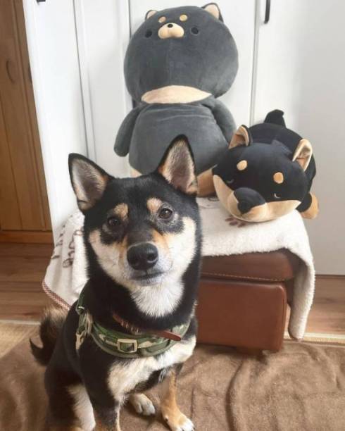 飼い主の顔を見ない黒柴