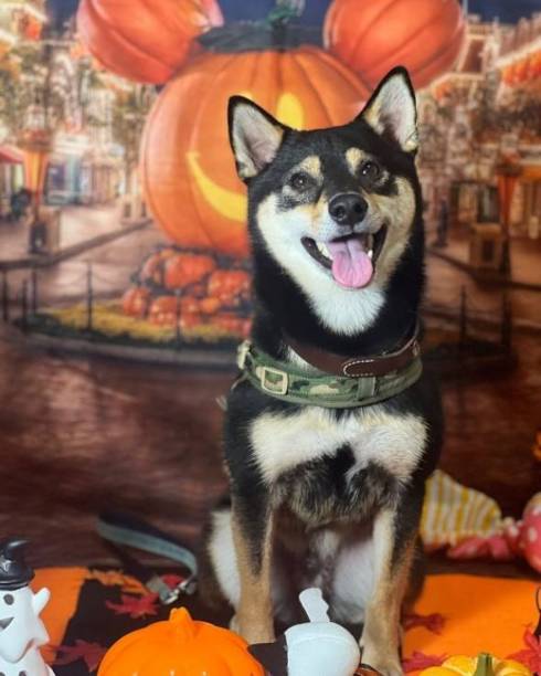 飼い主の顔を見ない黒柴