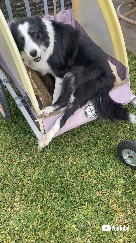 カゴに乗りかける犬