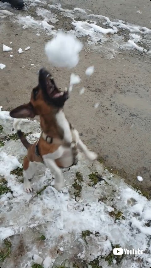 雪を食べようとする犬