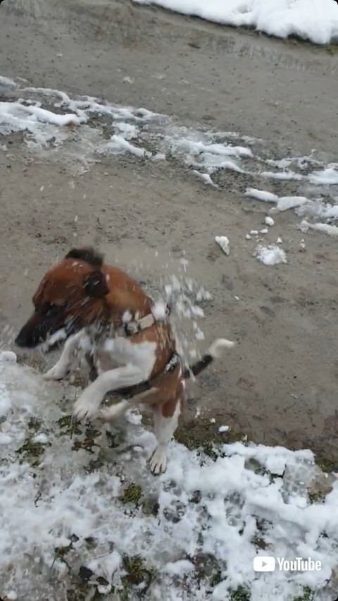 雪を食べたい犬