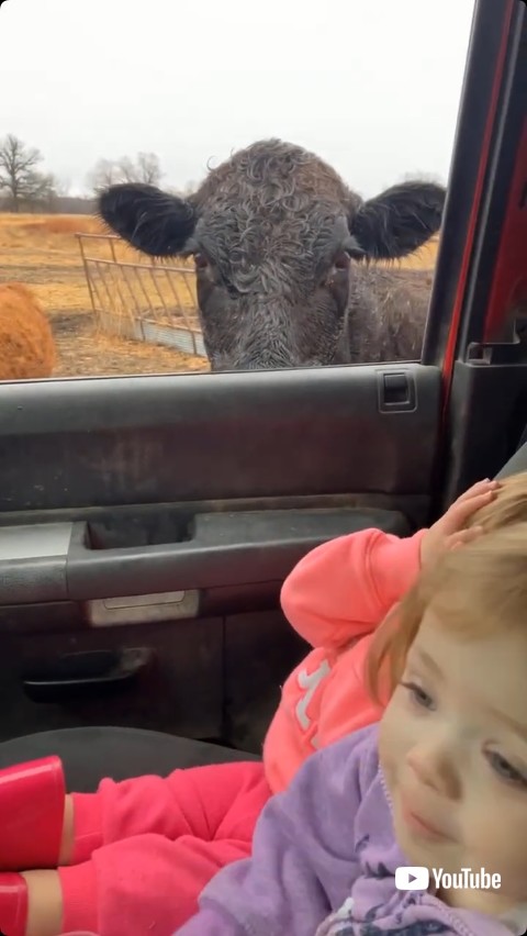 双子を見つめ続ける牛