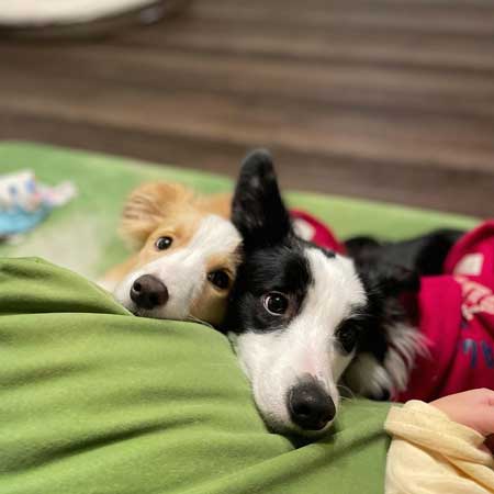 仲良しな犬たち