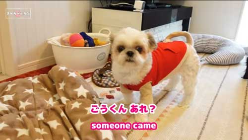 車に気付いたシーズー