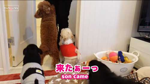 駆け寄るワンコたち