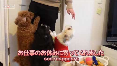 うれしそうなシーズー