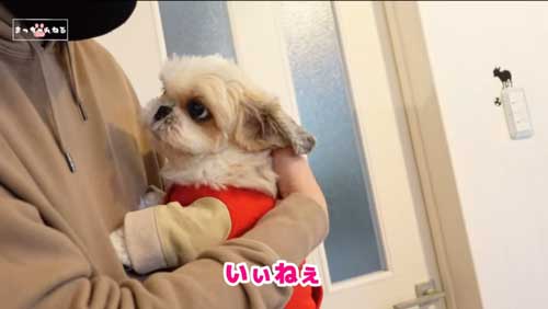 甘える表情のシーズー