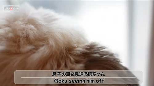 息子を見送るシーズー