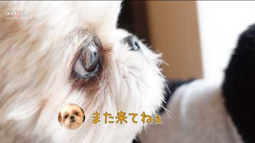 寂しそうなシーズー