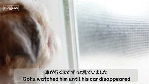 見送るシーズー