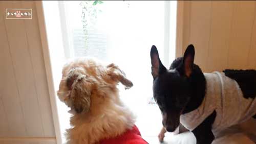 大好き 息子 見送る ワンコ 犬 シーズー 多頭飼い
