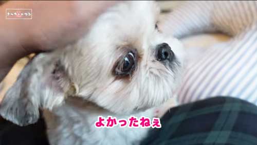 大好き 息子 見送る ワンコ 犬 シーズー 多頭飼い