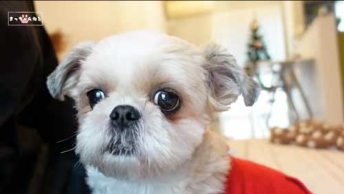 大好き 息子 見送る ワンコ 犬 シーズー 多頭飼い