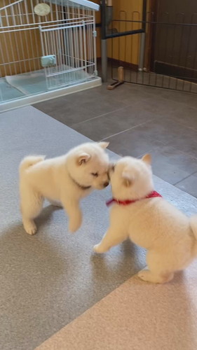 白柴犬のワンプロ