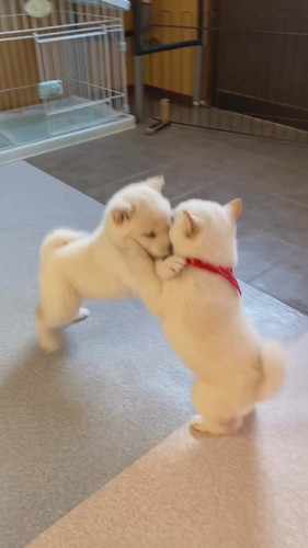 白柴犬のワンプロ