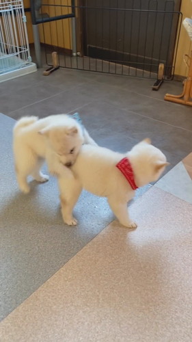 白柴犬のワンプロ